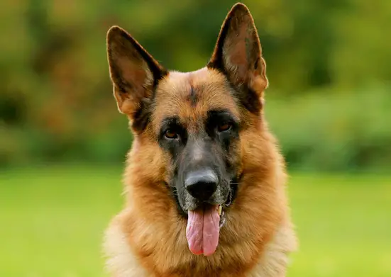 Helios Von Waldhuegelland