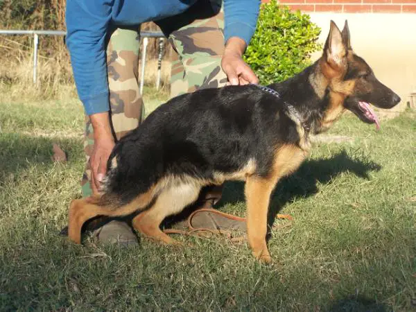 Fiola Vom Hauscarrillo