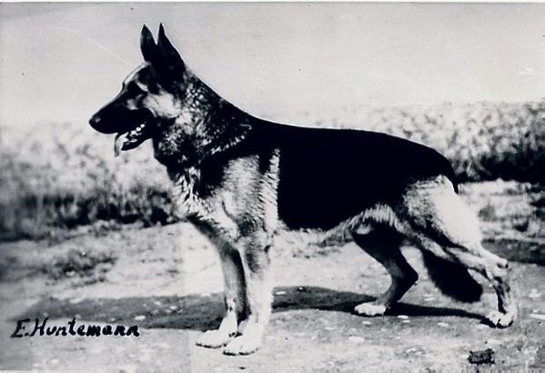 Alf vom Heiligensteg