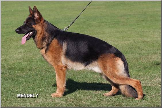 BSZS 2010 SG40 Amigo vom Elzmündungsraum