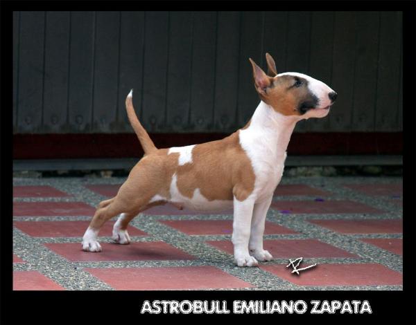 Astrobull Emiliano Zapata