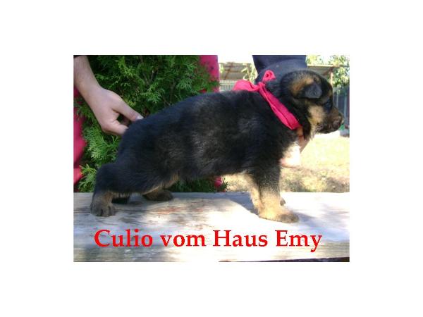 Culio vom Haus Emy