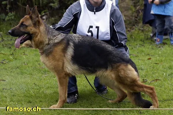 SG Java von der Feuerbacher Höhe