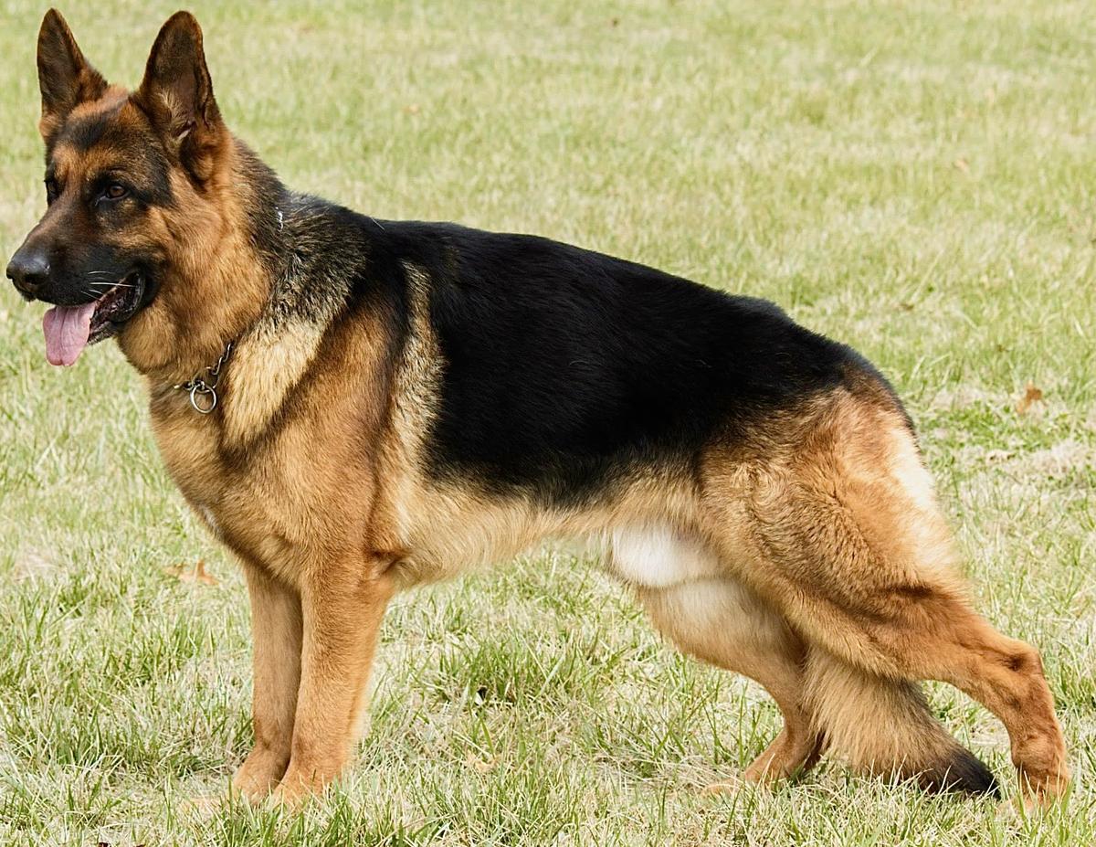 Meiko Vom Zellwaldrand