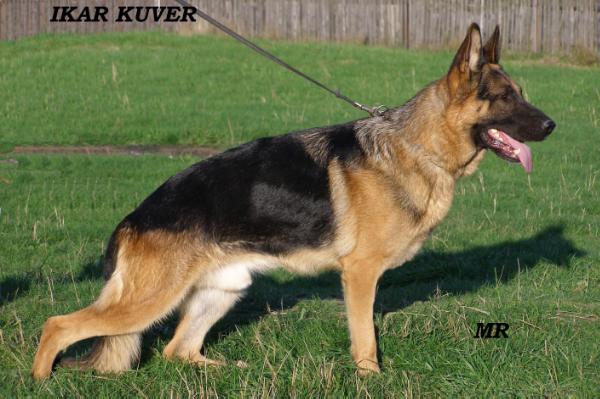 V Ikar KUVER