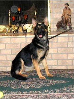 Alphatex's Diamond Rio