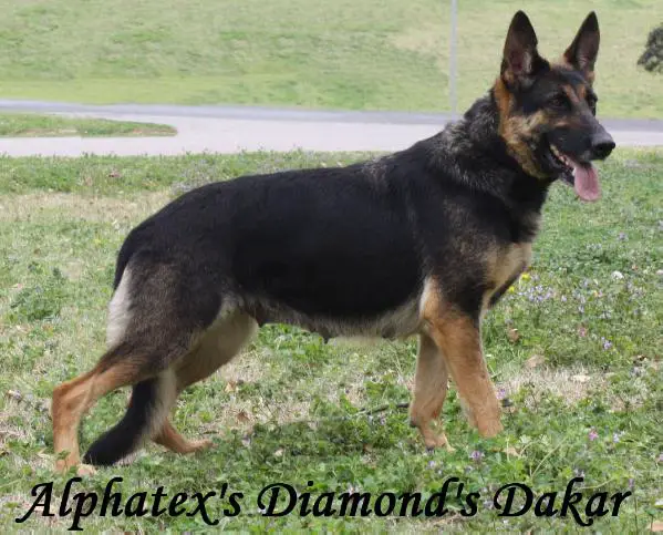 Alphatex's Diamonds Dakar