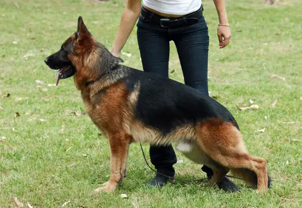 IL CH. Quincy vom Christinen Brunnen