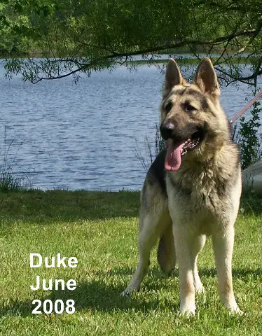 Royalair's Duke of Rosehall