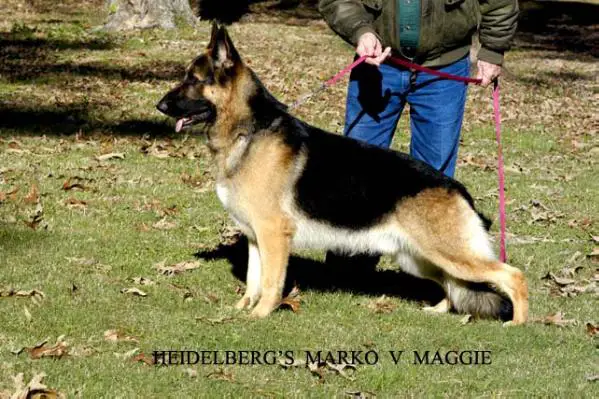 CH (US) Heidelberg's Marko V Maggie