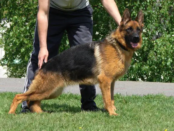 Farina von Vierhundert Hertz