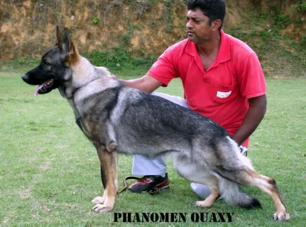 Phanomen Quaxy