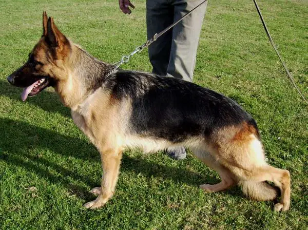 V Tanni von der Wagnerzunft