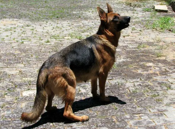 Xanda Da Casa Das Bananeiras (Sophia)