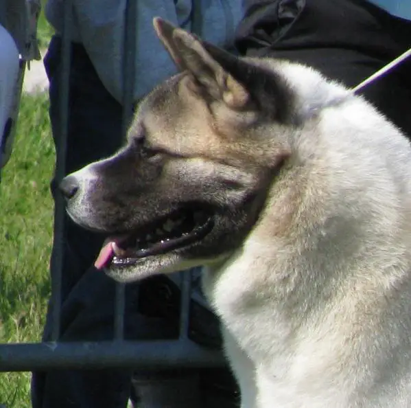 INT'L/IT/BLG CH Terrasanta Kuroi Kyodai