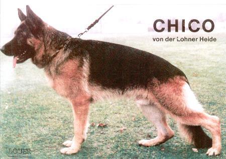V21(NL) Chico von der Lohner Heide
