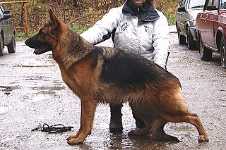 Zavist` Bogov Rosalie