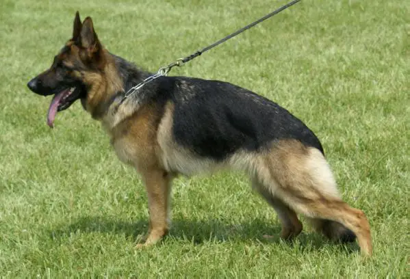 V Deva Vom Adel Haus