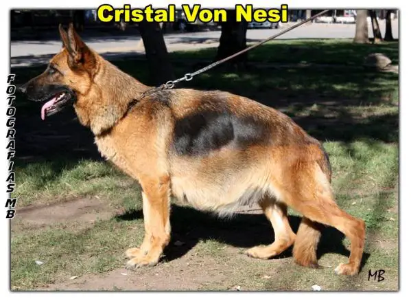 Cristal Von Nesi
