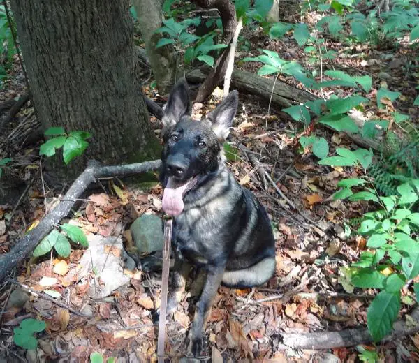 Blackthorn's Polaris