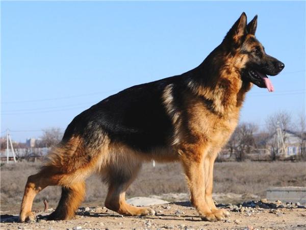 J CH RUS, CH RUS Gold Soderdey Zvezdnaya Misteria