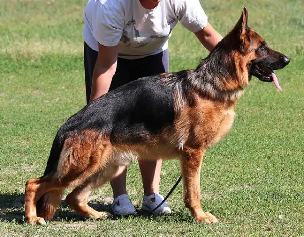 Hildebert vom Haus Schutze