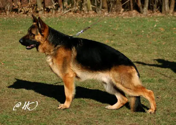 Quantas vom Unteren Markt