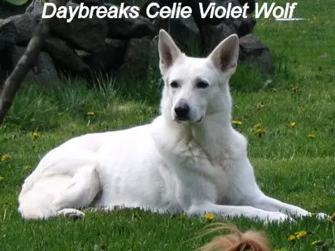 Daybreaks Celie Violet Wolf