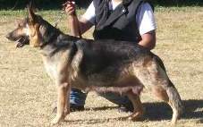 tatry of international k9 services