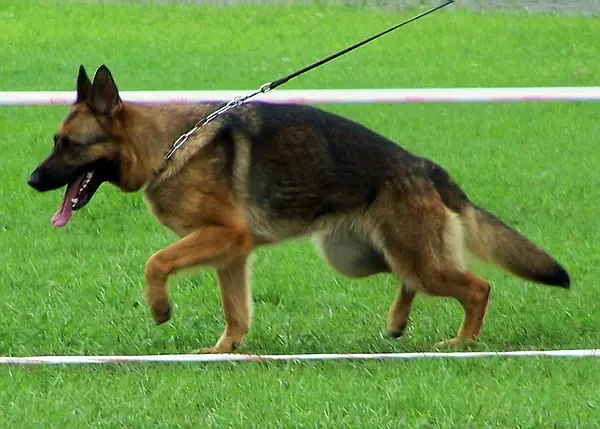 V Pantera Laskovy Zver s Bratskogo Vzmorja