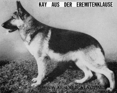 SWISS SIEGER Kay aus der Eremitenklause