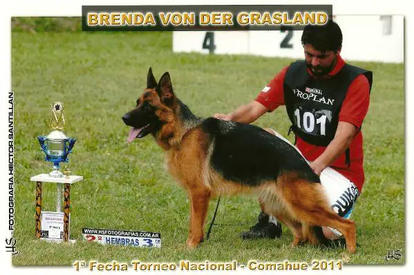 Brenda Von der Grasland