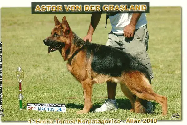 Astor Von der Grasland