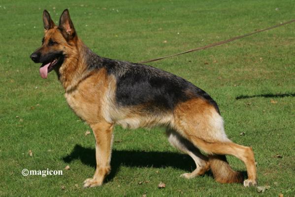 Shakira von der Burg Haidstein