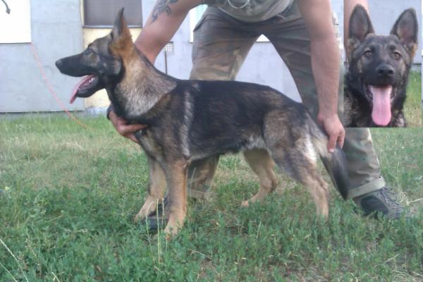 Gerecse Csillaga Kókusz