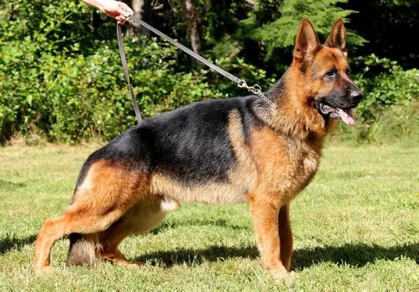 Chase vom Stolyarhaus