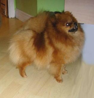 Mythical Star War Princess