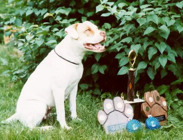 Lotta Bull Abbey Rose