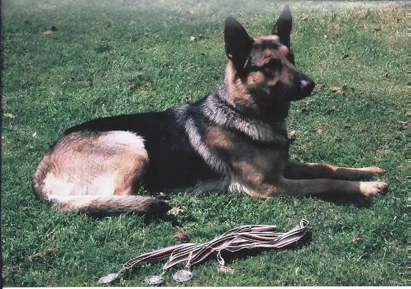 Redwood Run's Sig vom Haus Drage