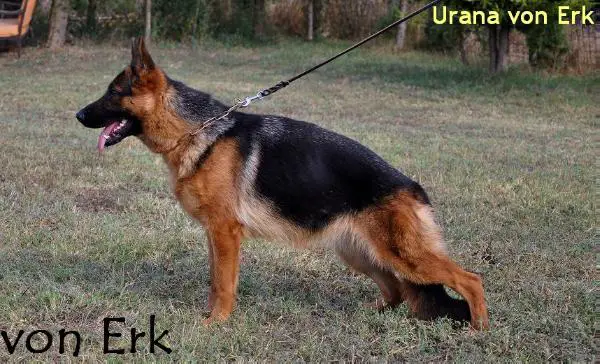 V Urana von Erk
