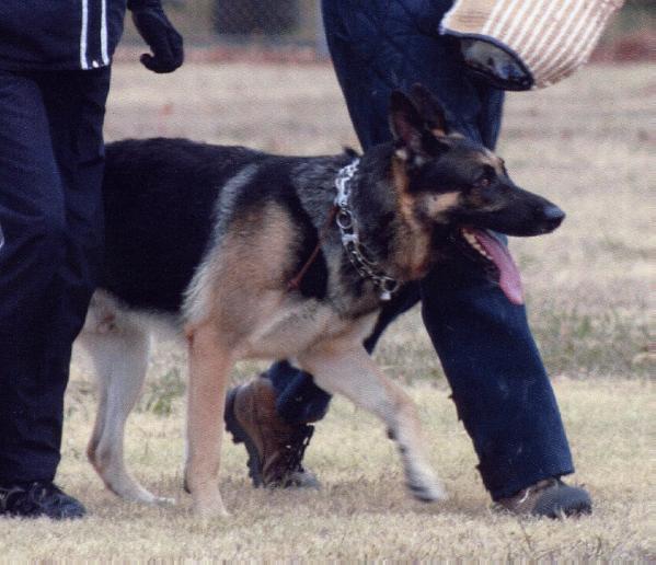 Karter Ayden Vom Kaja Haus