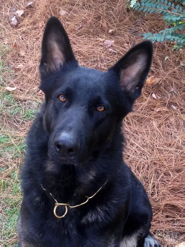 Rogue-Refer Von Lyda Haus