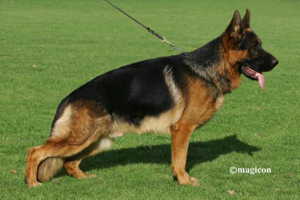 SG 15 BSZS NÜRNBERG Ursus von Woodland