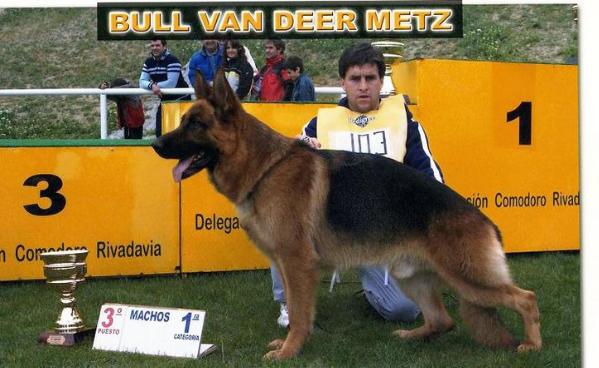 Bull Van Deer Metz