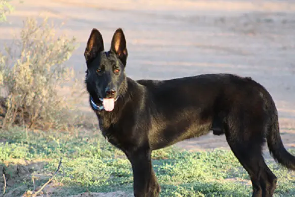 A Lucian LacquerGSD