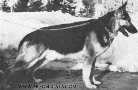 Bonny von den Lausbuben