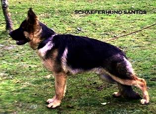 Schaeferhund Santo