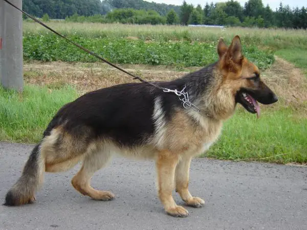 aga z iglastego lasku