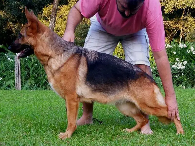 VV6 (BRAZIL 2011) Romy vom Hirschmorgen