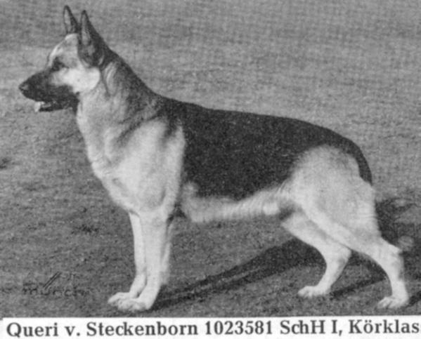 Queri vom Steckenborn